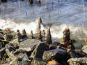 Cypress Knees