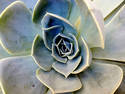 Succulent Macro