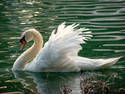 Swan