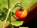 Bright Tomato