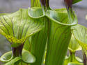 Sarracenia Flava