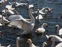 Swan Lake