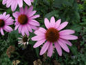 Echinacea, 11 entries