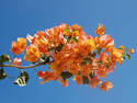 Bougainvillea