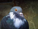 Rock Dove