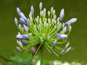 African Lily Blooming