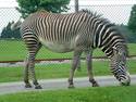 Grazing Zebra