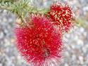 Red Bottle Brush