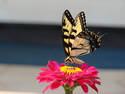 Tiger Swallowtail