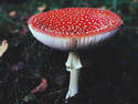 Amanita Muscaria