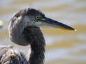 Heron Profile