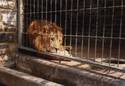 Caged Lion