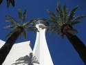 Towering Palms