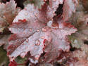 Raindrops On A Leaf