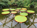 Giant Water Lilies