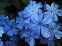 Blue Flowers