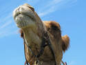 Dromedary