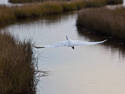 Canal Flight