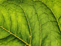 Leaf Closeup