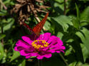 Butterfly Lunch