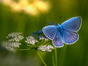 Blue Butterfly