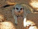 Meerkat Smile