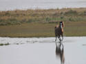 Carrot Island Pony