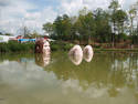 Lady In The Lake