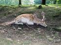 Resting In The Woods