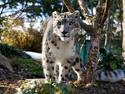 Snow Leopard