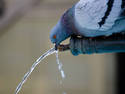 Thirsty Pigeon