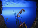 Simply Seahorses