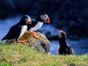 Puffins