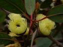 Gumnut Flowers