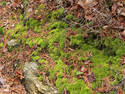 Forest Moss