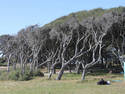 Beach Trees