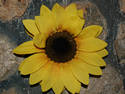 Flower on Rock