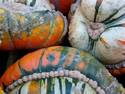 Assorted Pumpkins