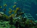 Underwater Plants