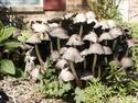 Mushroom Patch