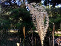 Dry Grasses