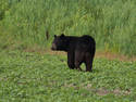 Black Bear