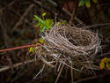 Bird Nest