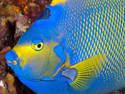 Queen Angelfish