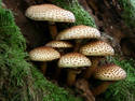 Tree Mushrooms