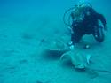 Feeding Rays