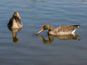 Goose Grabbing