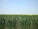 Green Wheat