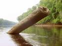 River Log