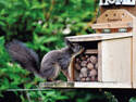 Squirrel Feeder